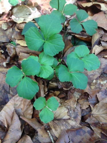 Cardamine trifolia