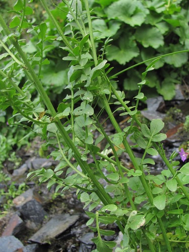 Cardamine uliginosa (Bitter cress) — photo