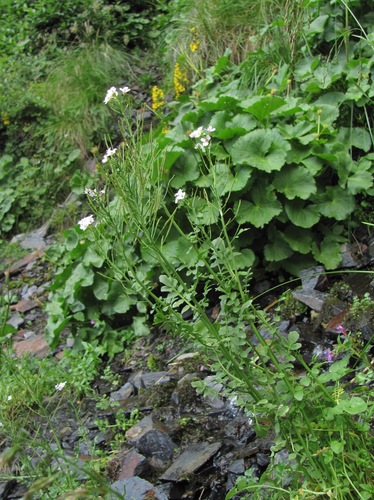 Cardamine uliginosa (Bitter cress) — photo