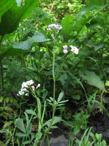 Cardamine uliginosa
