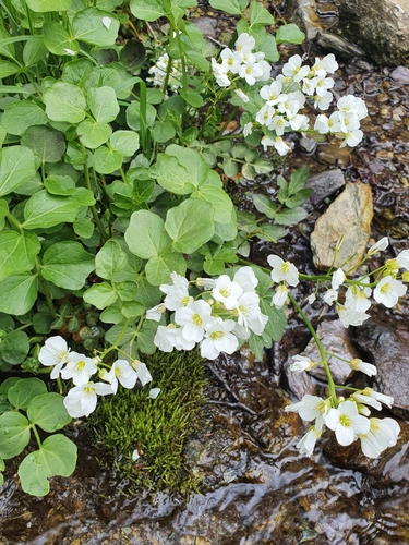 Cardamine yezoensis (Ainu wasabi) — photo