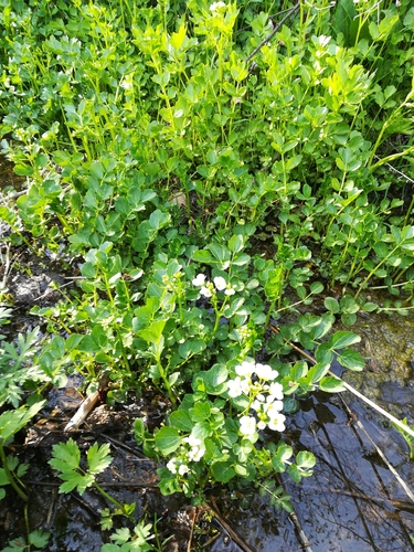 Cardamine yezoensis