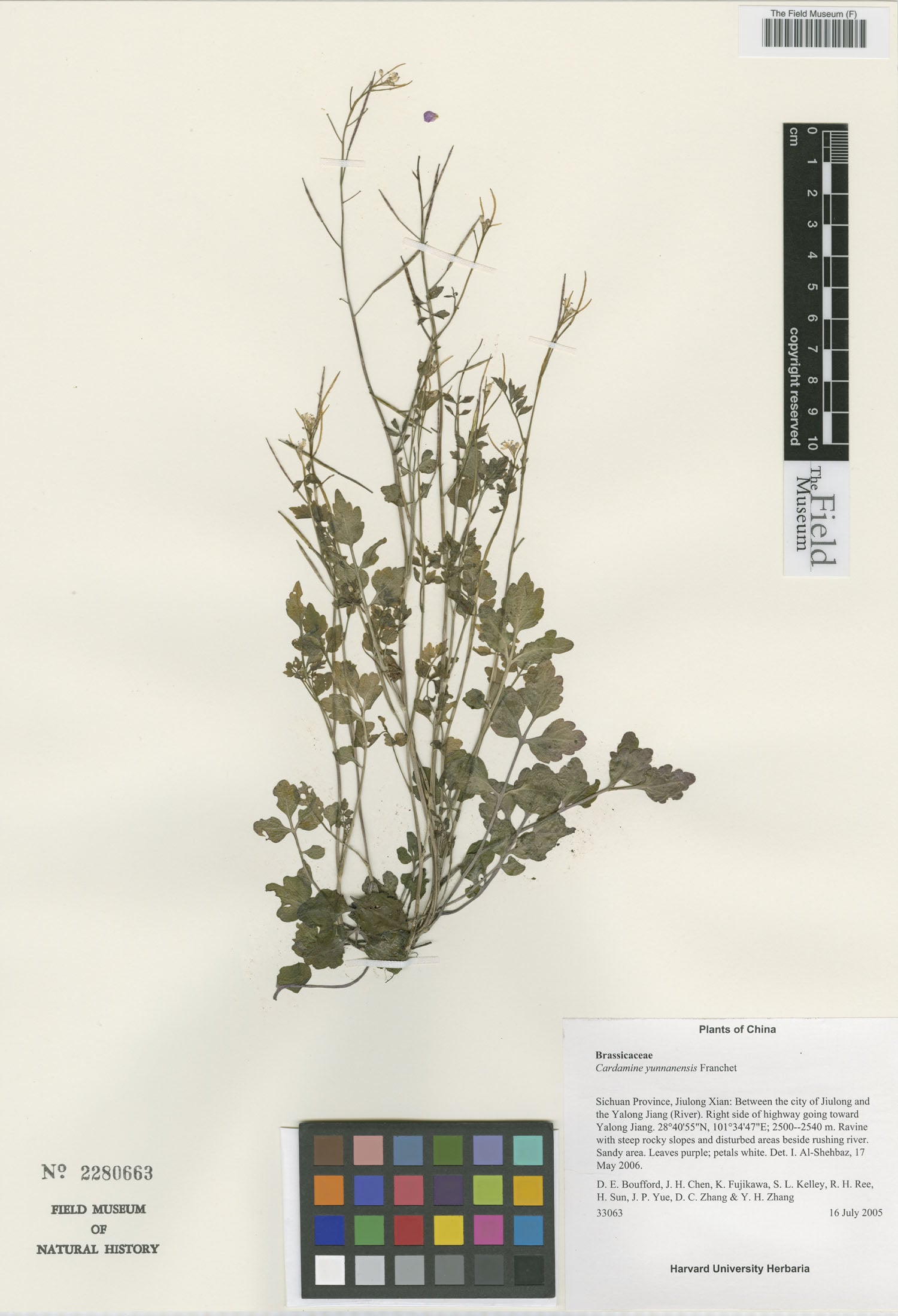Cardamine yunnanensis — photo