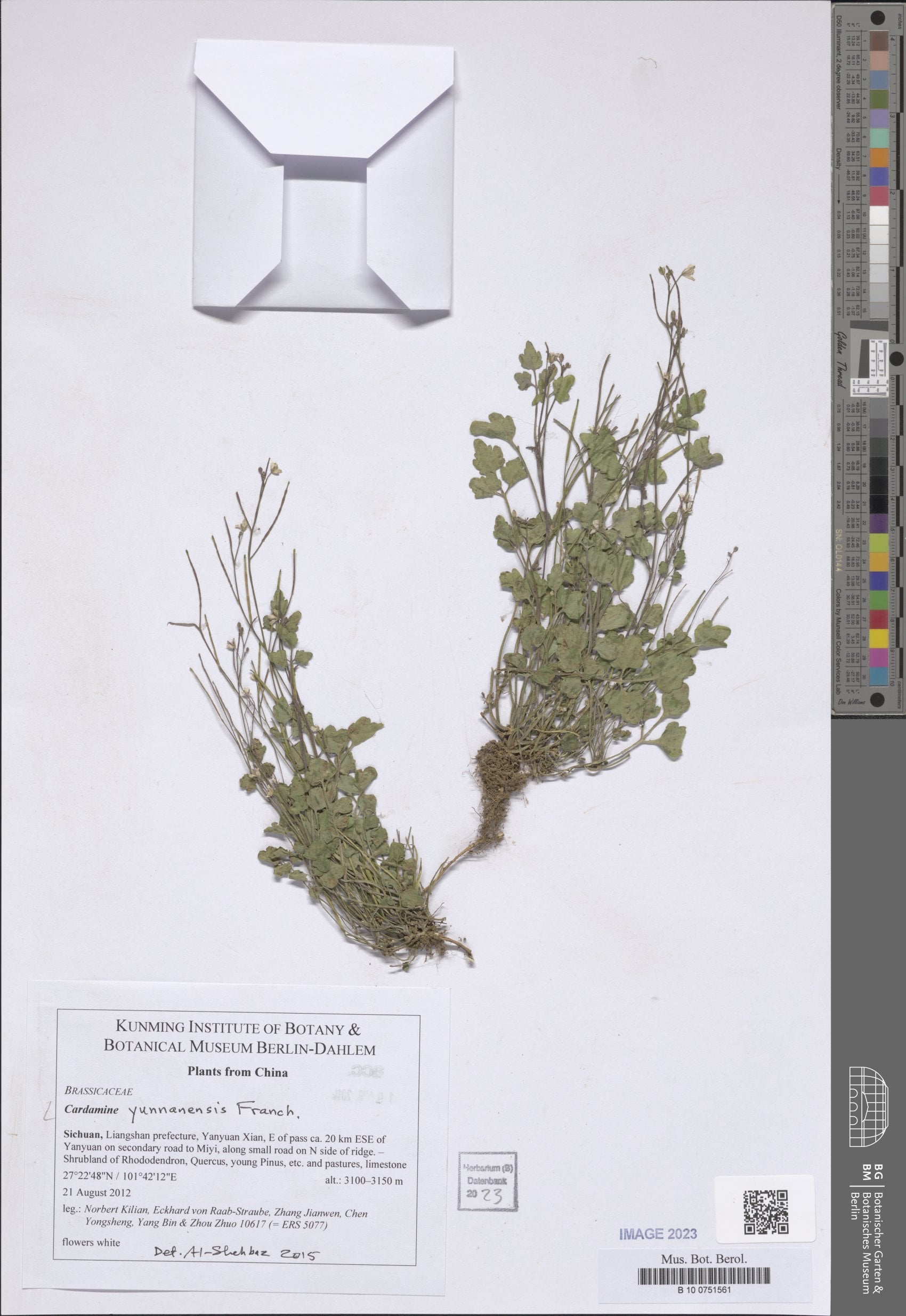 Cardamine yunnanensis
