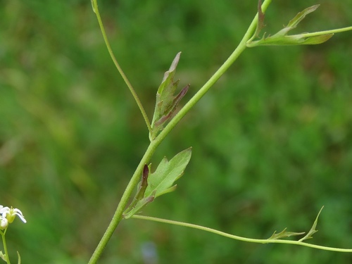 Cardaminopsis halleri — photo