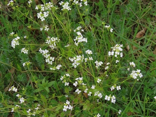 Cardaminopsis halleri