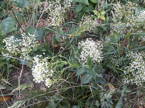 Cardaria draba (Hoary Pepperwort) — photo