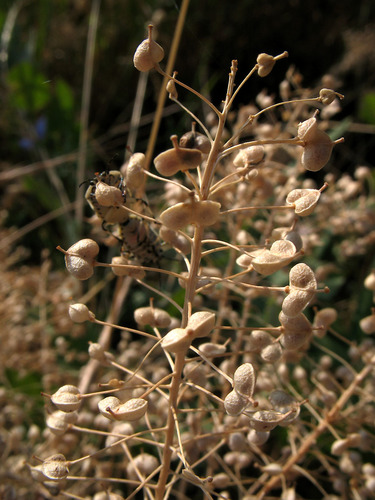 Cardaria draba