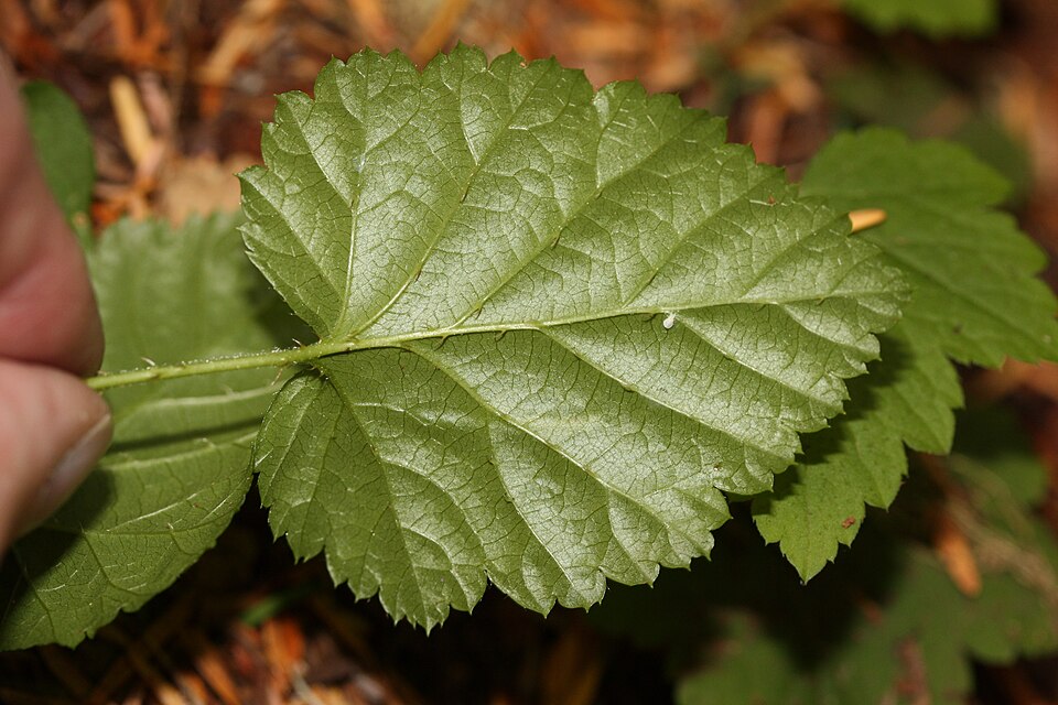 Cardiobatus nivalis — photo