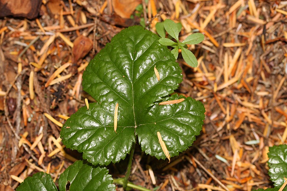 Cardiobatus nivalis