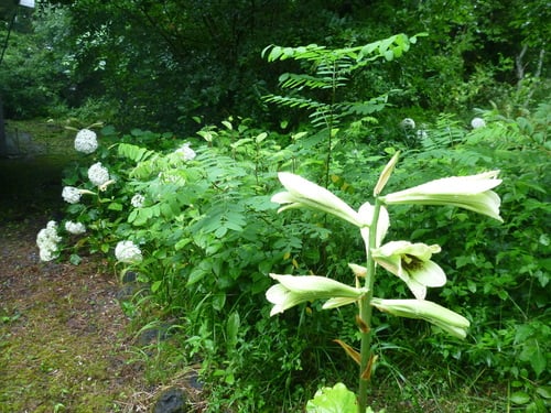 Cardiocrinum cordatum — photo
