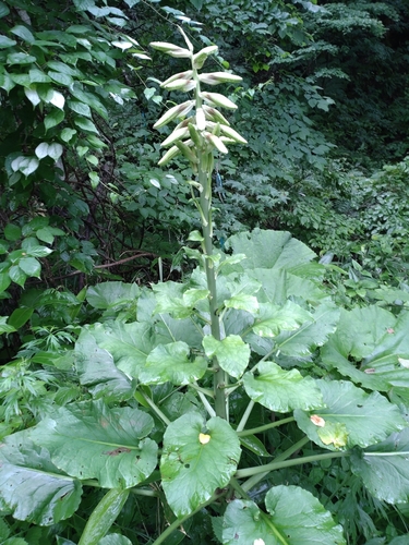Cardiocrinum cordatum — photo