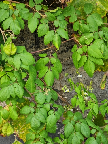 Cardiospermum grandiflorum (Heart seed) — photo