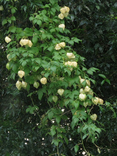 Cardiospermum grandiflorum (Heart seed) — photo