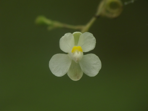 Cardiospermum halicacabum (Heart seed) — photo