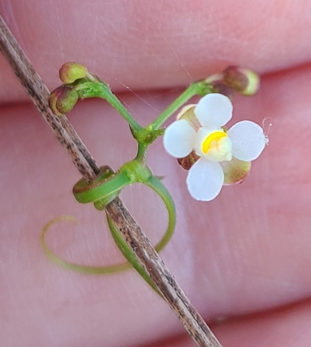 Cardiospermum microcarpum (Balloon vine) — photo