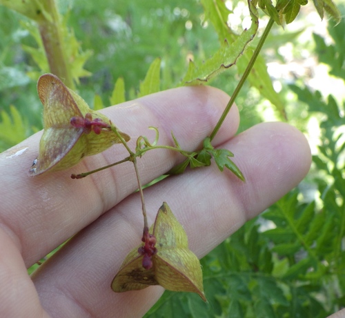 Cardiospermum microcarpum (Balloon vine) — photo