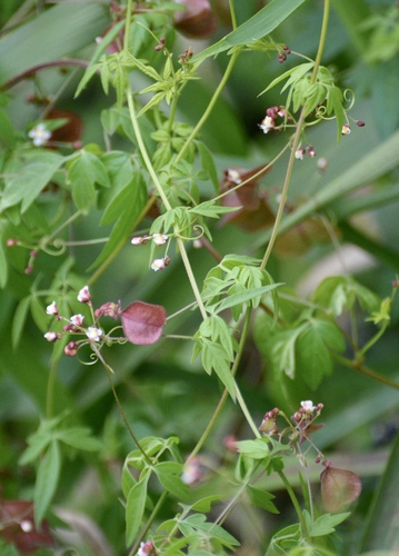 Cardiospermum microcarpum