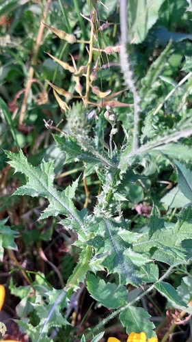 Carduus argentatus subsp. acicularis — photo