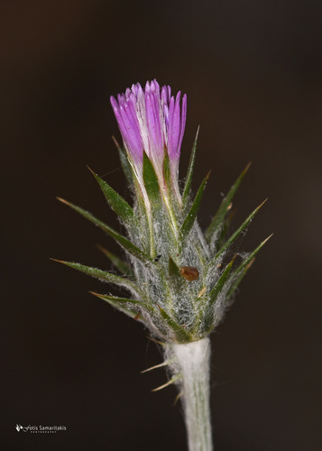 Carduus argentatus subsp. acicularis — photo