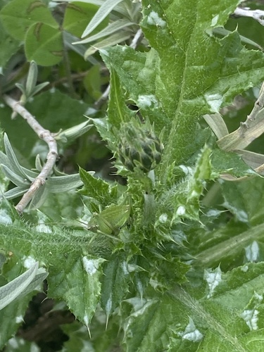 Carduus argentatus subsp. acicularis