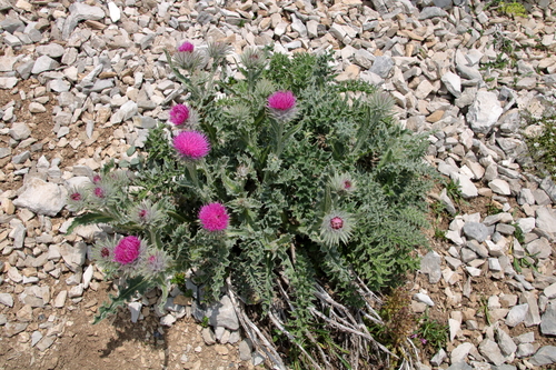 Carduus chrysacanthus