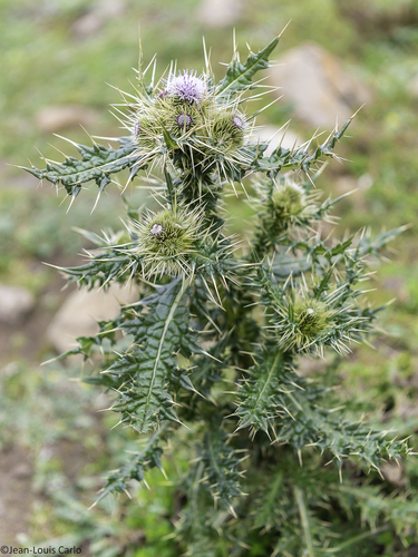 Carduus macracanthus — photo