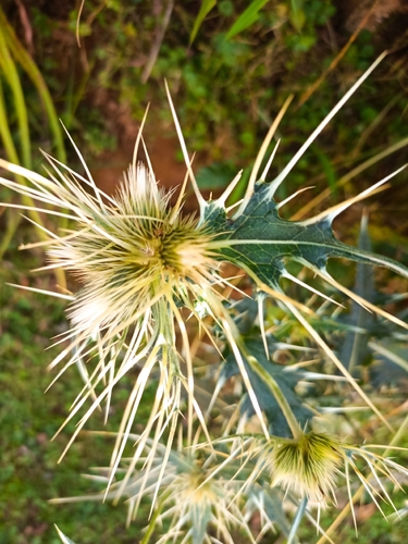 Carduus macracanthus — photo