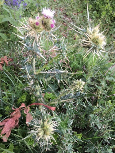 Carduus macracanthus