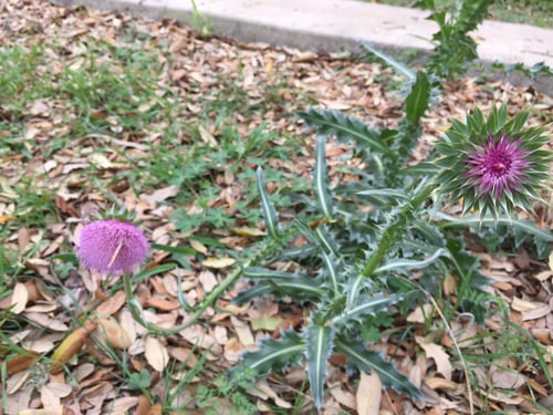 Carduus nutans