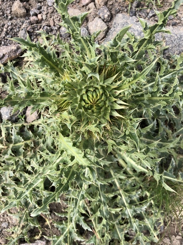 Carduus nutans subsp. micropterus — photo