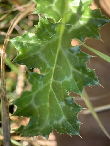 Carduus pycnocephalus subsp. cinereus — photo