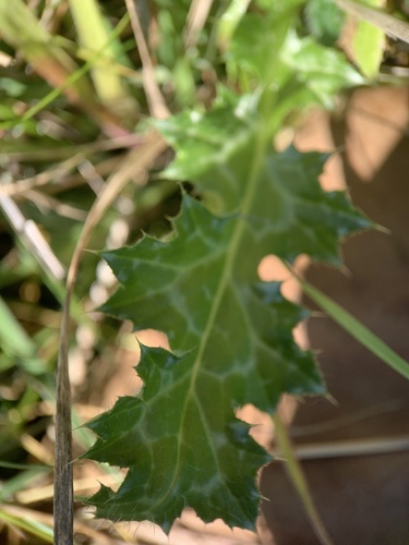 Carduus pycnocephalus subsp. cinereus