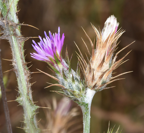 Carduus pycnocephalus — photo