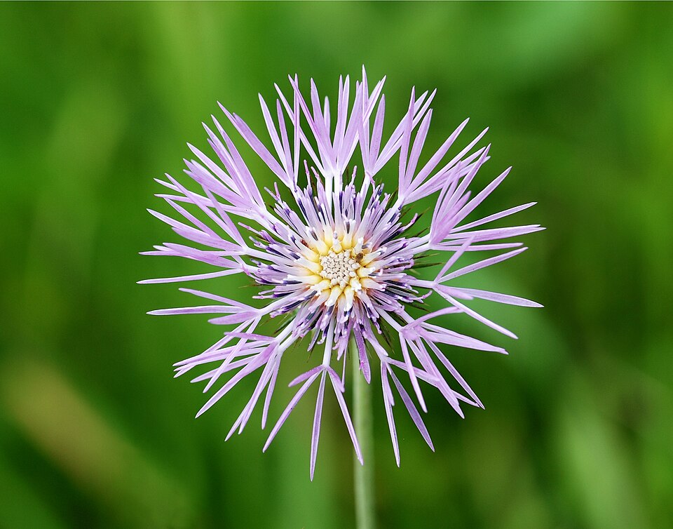 Carduus tomentosus
