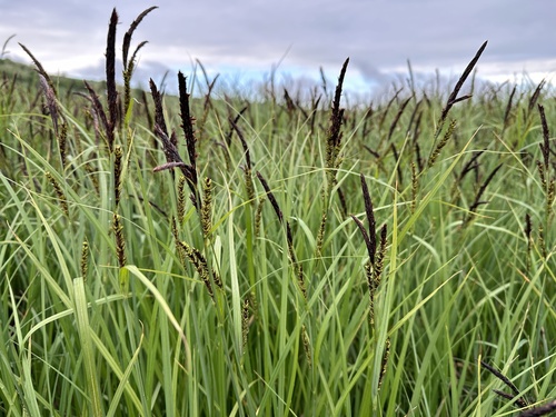 Carex acutiformis (Swamp sedge) — photo