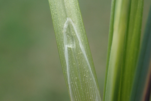 Carex acutiformis (Swamp sedge) — photo