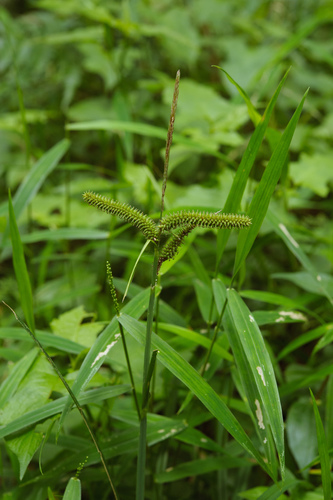 Carex alopecuroides — photo