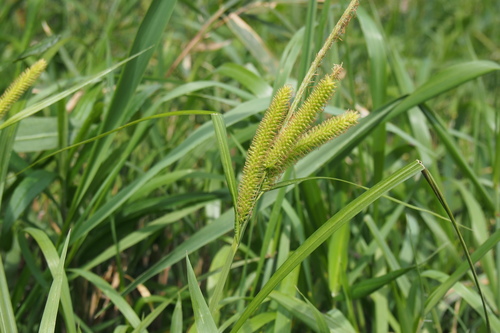 Carex alopecuroides