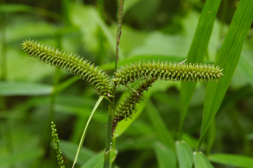 Carex alopecuroides — photo
