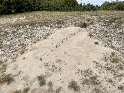 Carex arenaria (Sand sedge) — photo