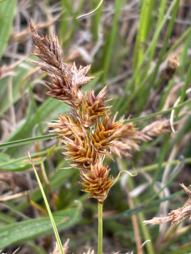 Carex arenaria (Sand sedge) — photo