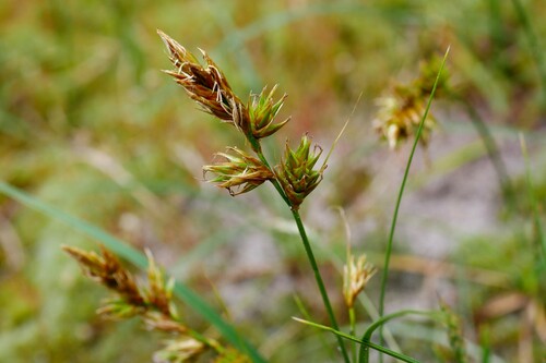 Carex arenaria
