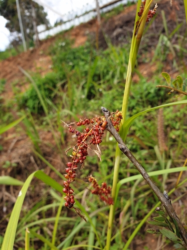 Carex baccans — photo