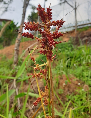 Carex baccans
