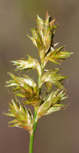 Carex brizoides — photo