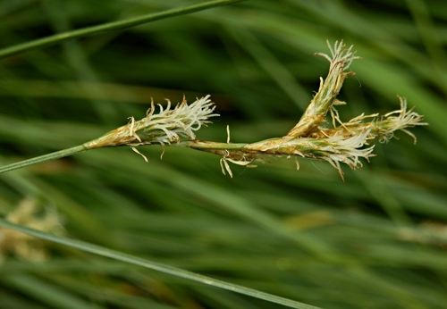 Carex brizoides