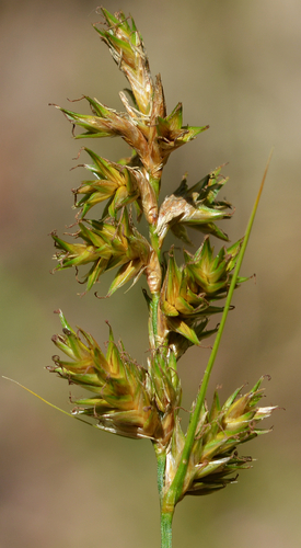 Carex brizoides — photo