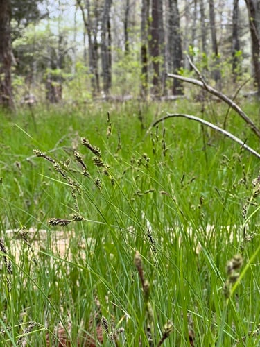 Carex buxbaumii — photo