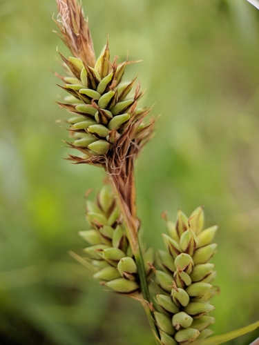 Carex buxbaumii